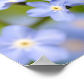 Ladybug op vergeet-me-not poster (Hoek)