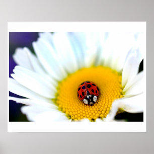 Ladybug op White Daisy Poster