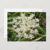 Ladybug op Yarrow Briefkaart (Voorkant / Achterkant)