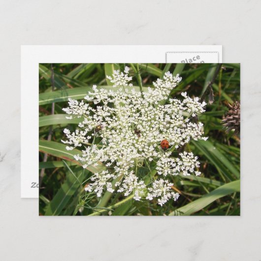 Ladybug op Yarrow Briefkaart (Voorkant / Achterkant)