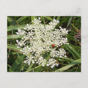 Ladybug op Yarrow Briefkaart