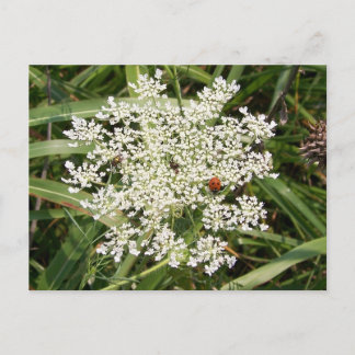 Ladybug op Yarrow Briefkaart