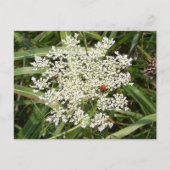Ladybug op Yarrow Briefkaart (Voorkant)