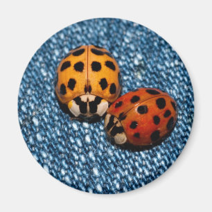 Ladybug Pair Magneet