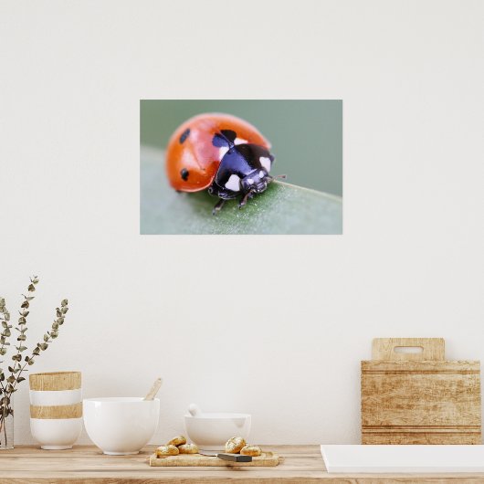 Ladybug Poster (Keuken)