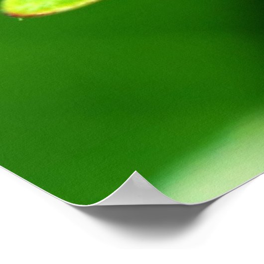 Ladybug Poster (Hoek)