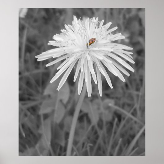 LadyBug Poster (Voorkant)