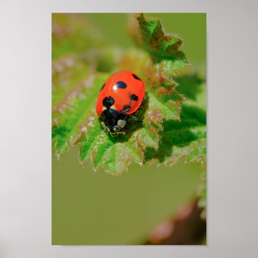 Ladybug Poster (Voorkant)