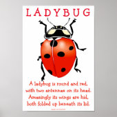 Ladybug Poster (Voorkant)