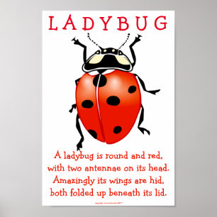 Ladybug Poster