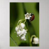 Ladybug Poster (Voorkant)
