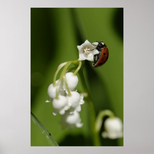 Ladybug Poster (Voorkant)