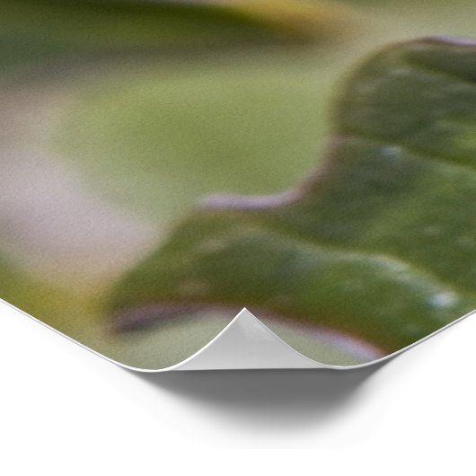 Ladybug Poster (Hoek)