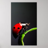 Ladybug Poster (Voorkant)