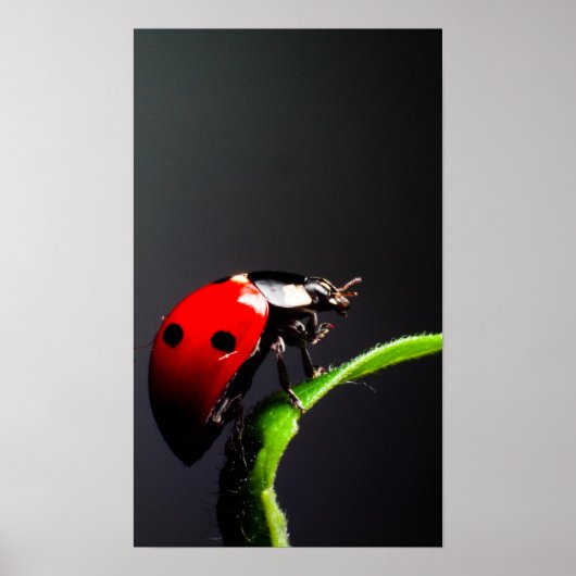 Ladybug Poster (Voorkant)