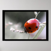 Ladybug-Poster Poster (Voorkant)