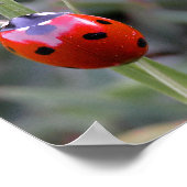 Ladybug-Poster Poster (Hoek)