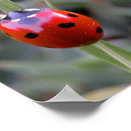 Ladybug-Poster Poster (Hoek)