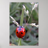 Ladybug-Poster Poster (Voorkant)