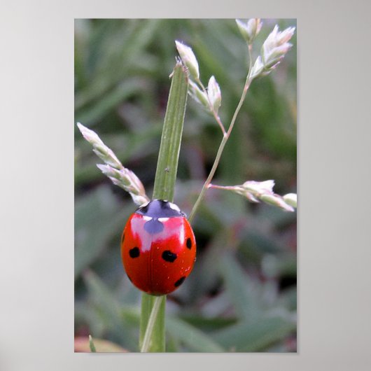 Ladybug-Poster Poster (Voorkant)