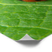 Ladybug-Poster Poster (Hoek)