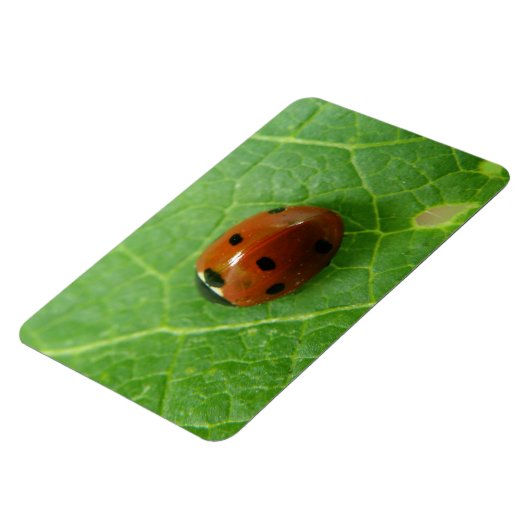 Ladybug Premium Magnet Magneet (Linkerzijde)