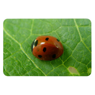 Ladybug Premium Magnet Magneet