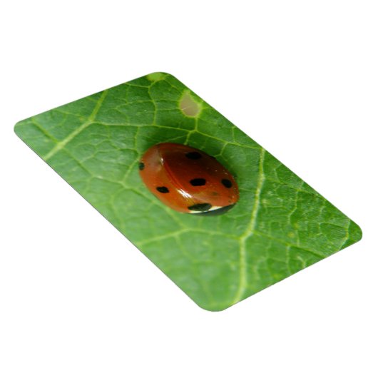 Ladybug Premium Magnet Magneet (Rechterzijde)