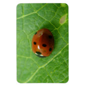 Ladybug Premium Magnet Magneet (Verticaal)