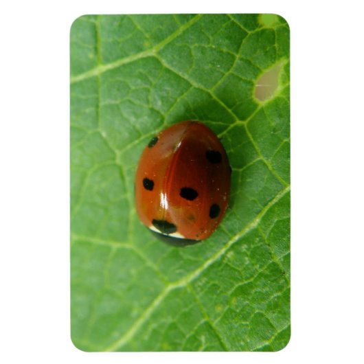 Ladybug Premium Magnet Magneet (Verticaal)