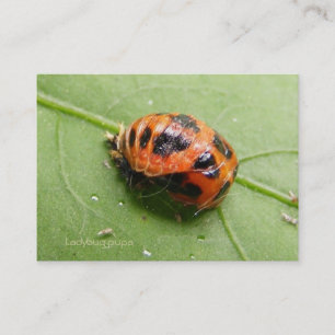 Ladybug Pupa agenda ~ Chubby Visitekaartje