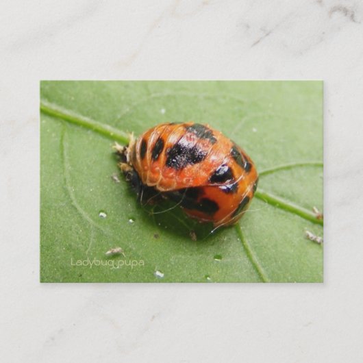 Ladybug Pupa agenda ~ Chubby Visitekaartje (Voorkant)