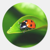 Ladybug Ronde Sticker (Voorkant)