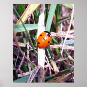 Ladybug Spotlight-Poster Poster