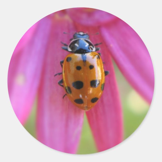 Ladybug Sticker (Voorkant)