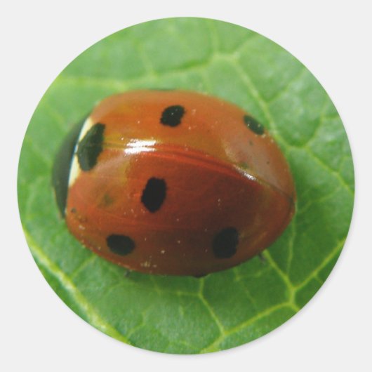 Ladybug Sticker (Voorkant)