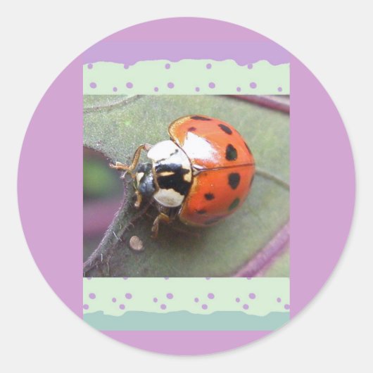 Ladybug-Stickers Ronde Sticker (Voorkant)
