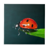 Ladybug Tegeltje (Voorkant)