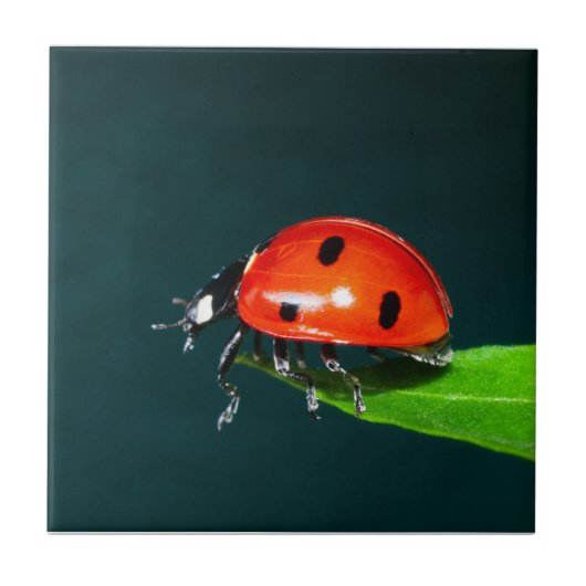 Ladybug Tegeltje (Voorkant)