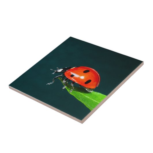 Ladybug Tegeltje (Zijkant)
