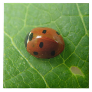 Ladybug Tile Tegeltje