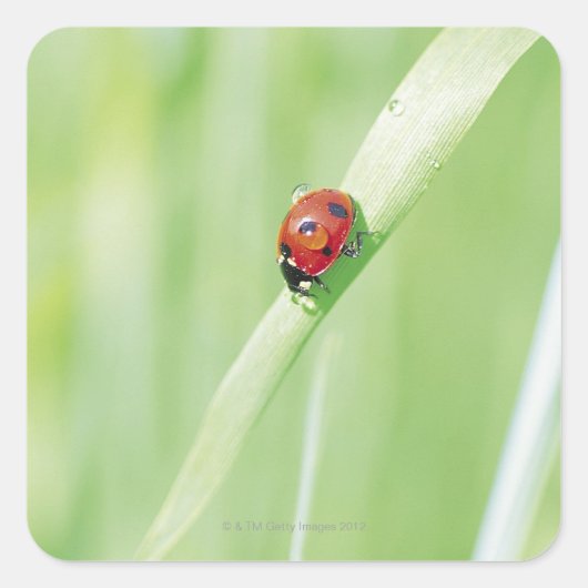 Ladybug Vierkante Sticker (Voorkant)