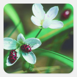 Ladybug Vierkante Sticker