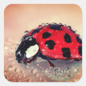Ladybug Vierkante Sticker (Voorkant)