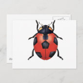 Ladybug voetbal briefkaart (Voorkant / Achterkant)