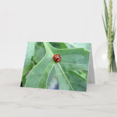 Ladybug — Wenskaart Kaart (Voorkant)