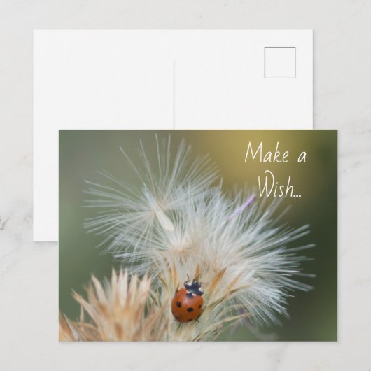 Ladybug Wish briefkaart (Voorkant / Achterkant)