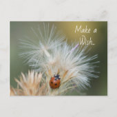 Ladybug Wish briefkaart (Voorkant)