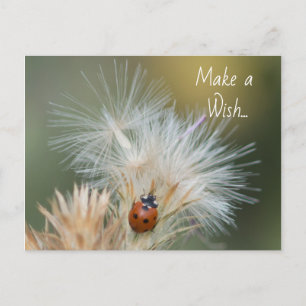 Ladybug Wish briefkaart