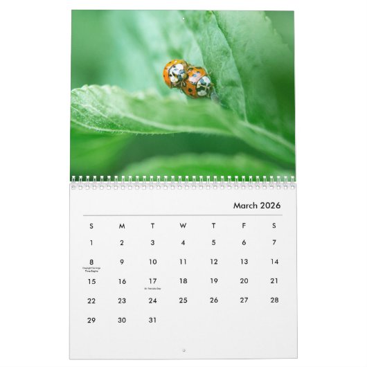 Ladybugs [1] Wall Calendar Kalender (Mar 2026)